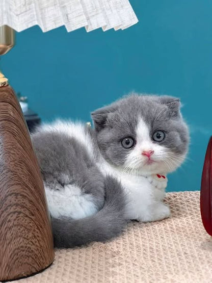 Munchkin Fold