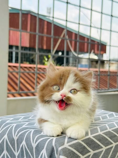 British Longhair