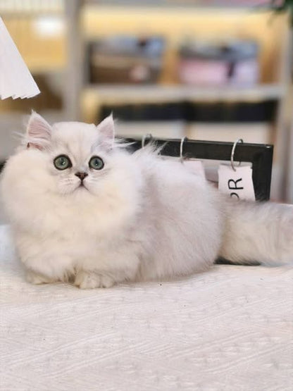 Munchkin Longhair