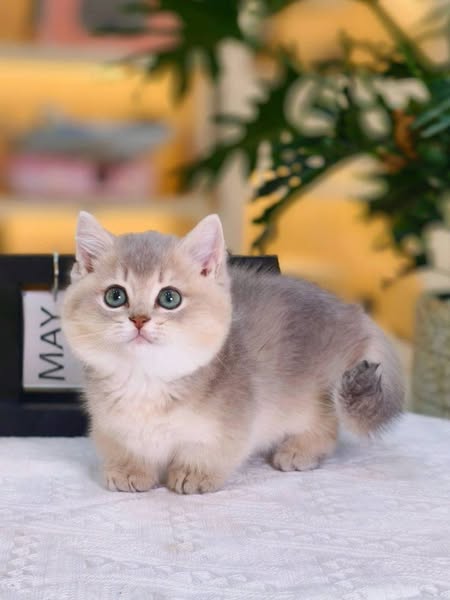 Munchkin