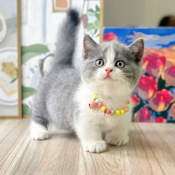 Munchkin