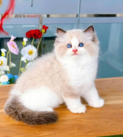 Ragdoll