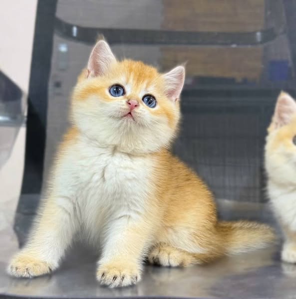 British Shorthair