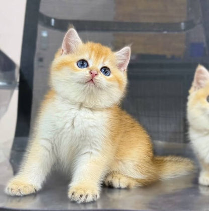 British Shorthair
