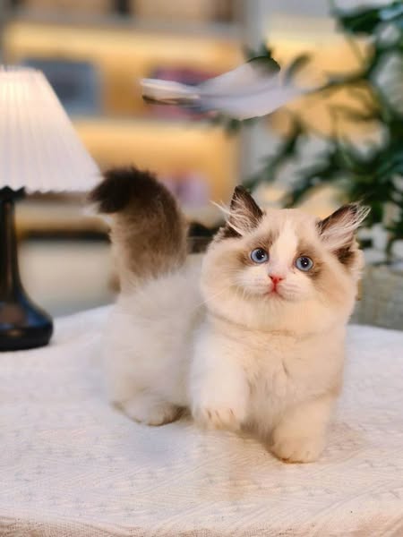 Munchkin