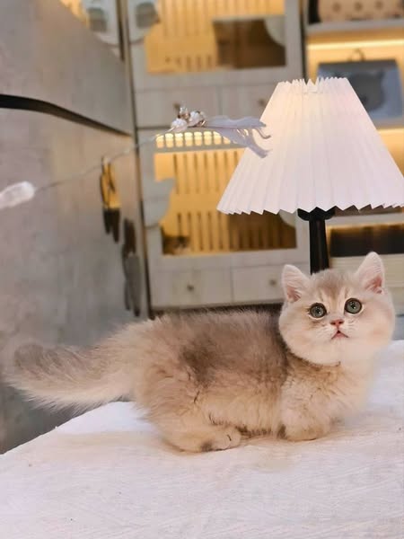 Munchkin