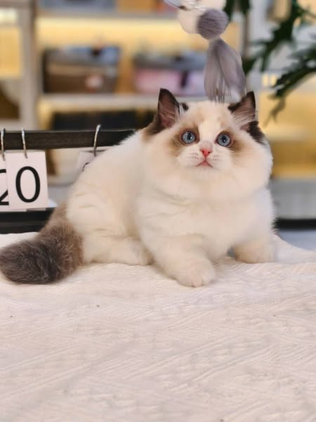 Munchkin Ragdoll