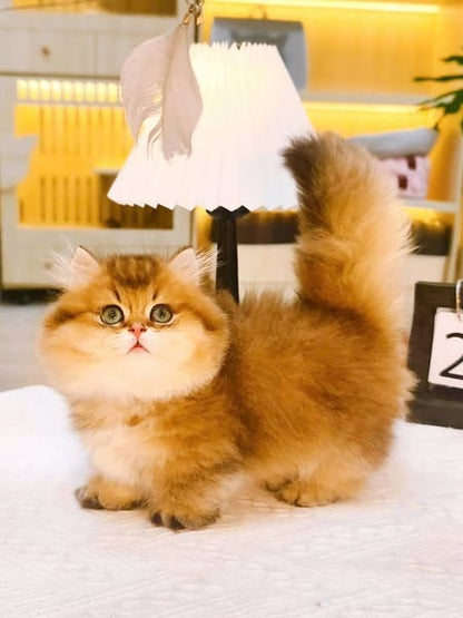 Munchkin Longhair