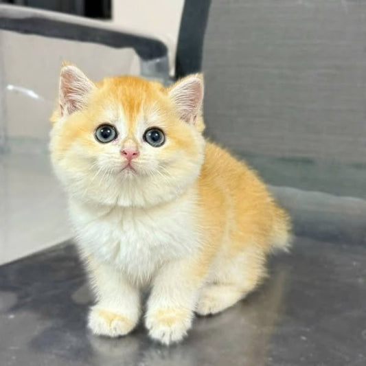 British Shorthair
