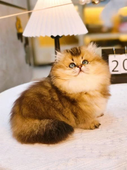 Munchkin Longhair