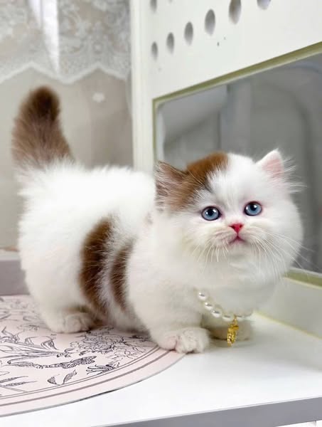 Munchkin Longhair