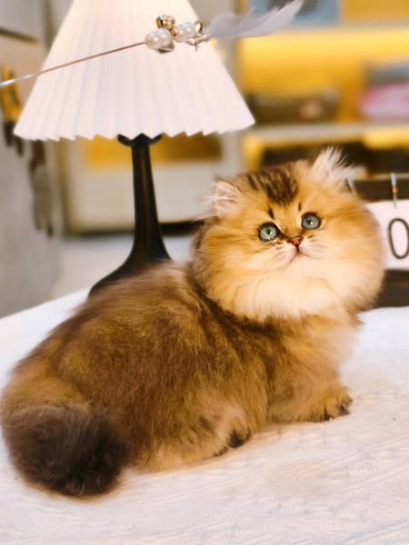 Munchkin Longhair
