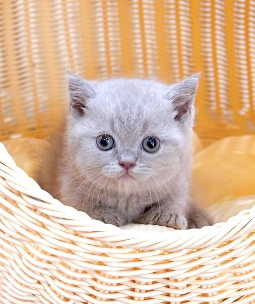 Munchkin