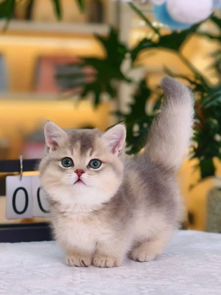Munchkin