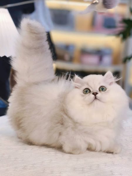 Munchkin Longhair