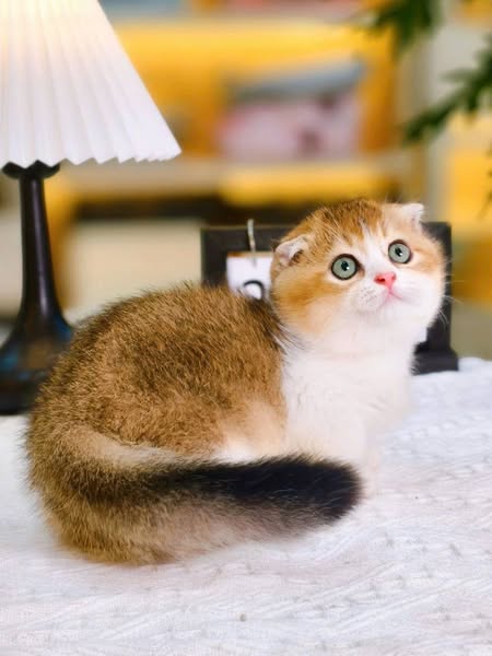 Munchkin Fold