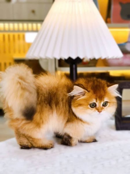 Munchkin Longhair