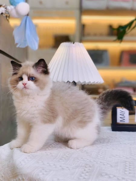 Ragdoll