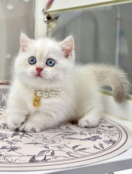 Munchkin