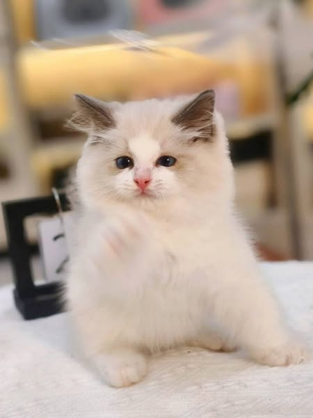 Ragdoll