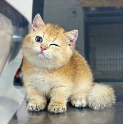 Munchkin