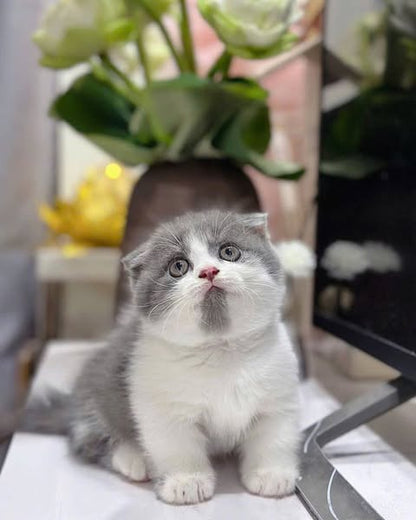 Munchkin Fold