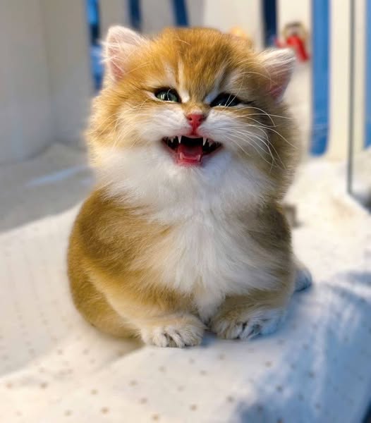 Munchkin Longhair