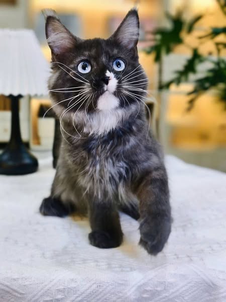Maine Coon
