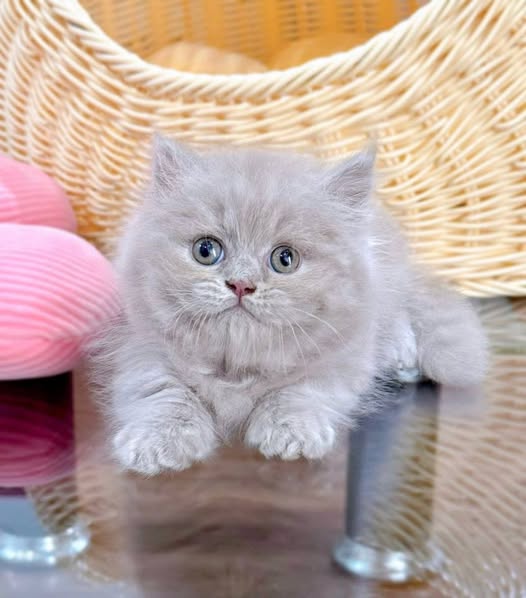 Munchkin Longhair