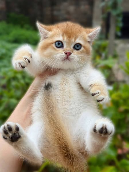British Shorthair