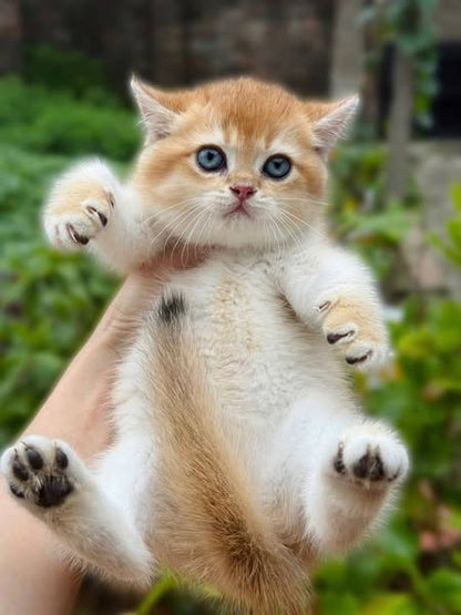 British Shorthair