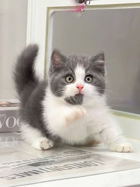 Munchkin