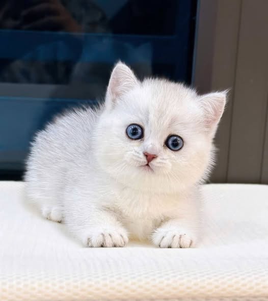 Munchkin