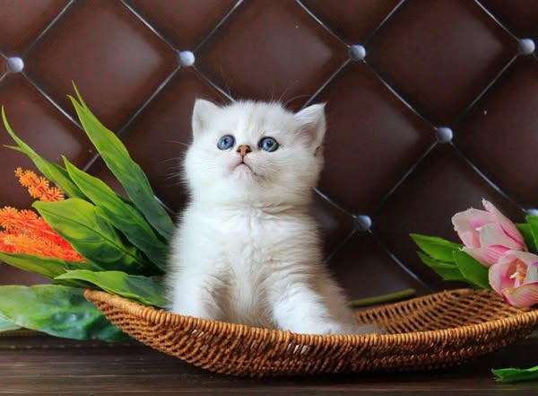 British Shorthair