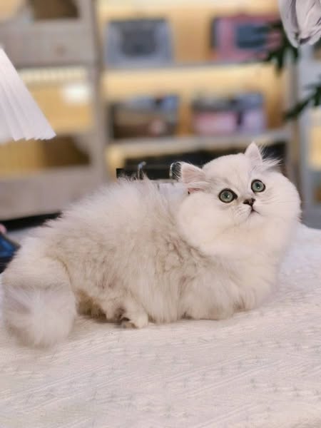 Munchkin Longhair