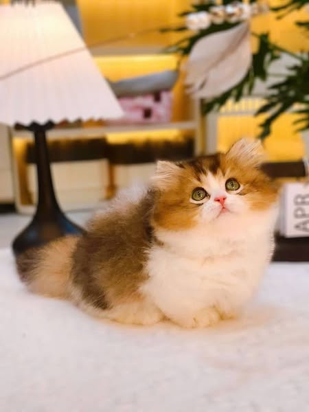 Munchkin Longhair