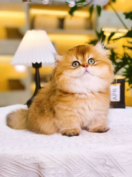 Munchkin Longhair