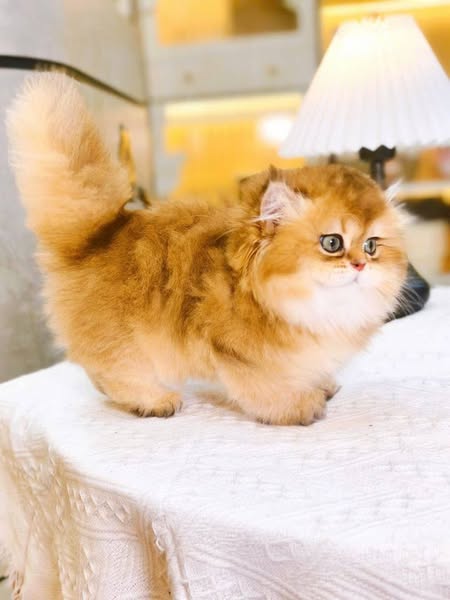 Munchkin Longhair