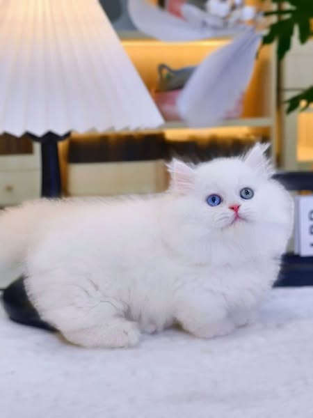 Munchkin Longhair