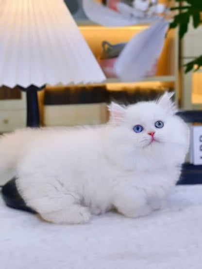 Munchkin Longhair