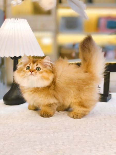 Munchkin Longhair