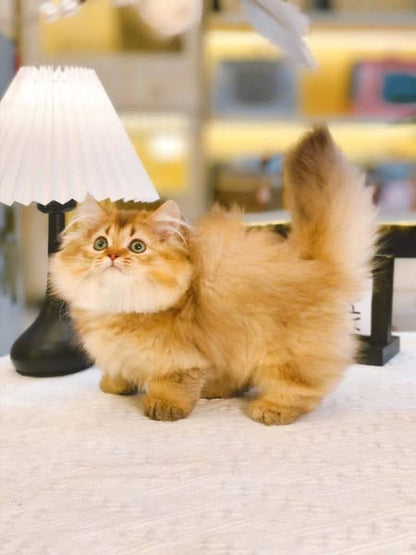 Munchkin Longhair