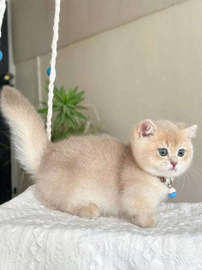 Munchkin
