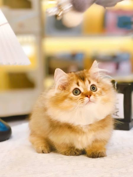 Munchkin Longhair
