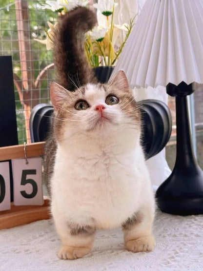 Munchkin