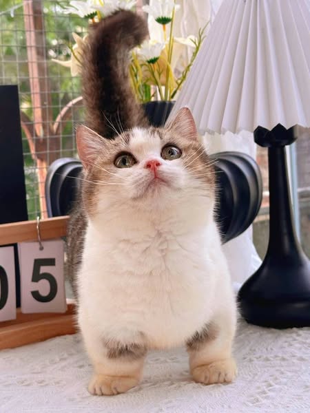 Munchkin