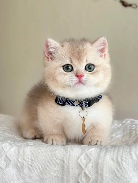 Munchkin