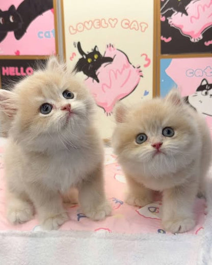 British Longhair