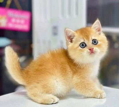 British Shorthair