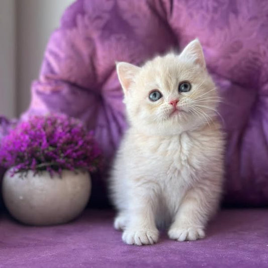 British Shorthair